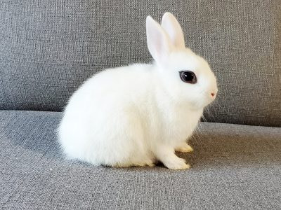 dwarf hotot bunny