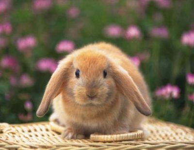holland lop pets